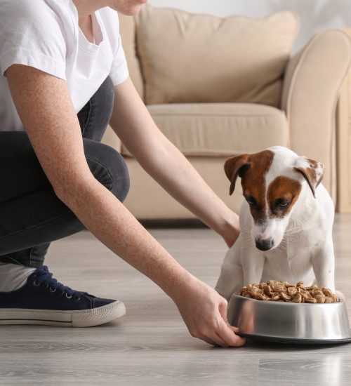 tutor dando ração sem corante para cachorro