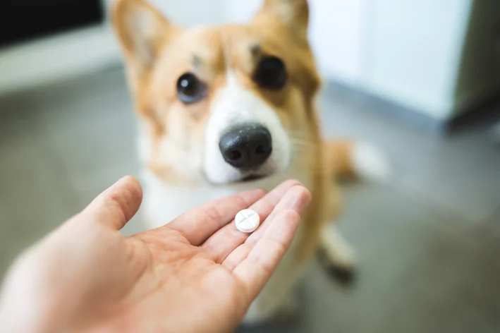 tutor dando remédio para verruga em cachorro