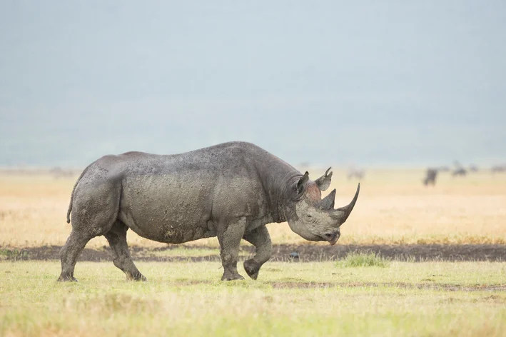 rinoceronte negro na savana animais extintos