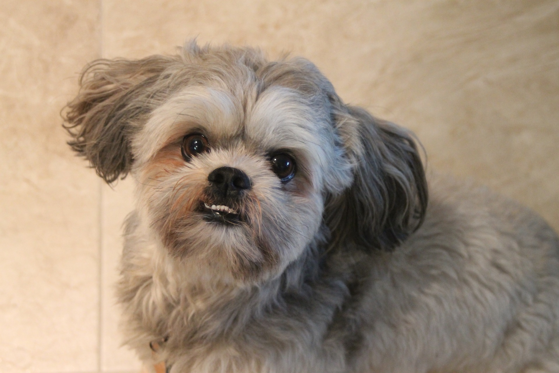 Shih Tzu sentado olhando pra cima será que precisa de rinoplastia em cães?