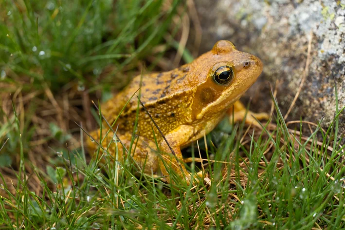 sapo dourado no mata animais extintos