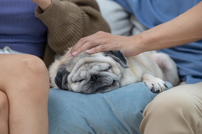 sintomas de um cachorro com mau hálito