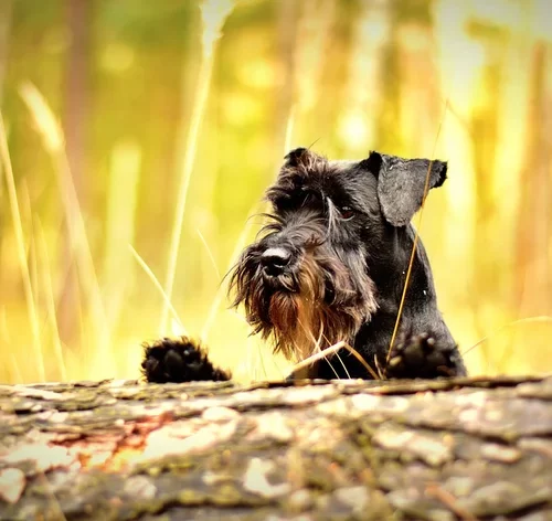Schnauzer preto no parque