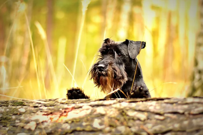  Schnauzer preto no parque