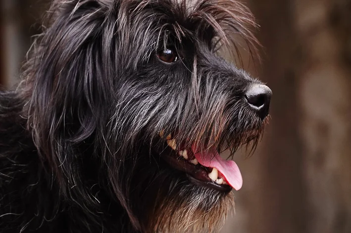 Schnauzer preto olhando para frente