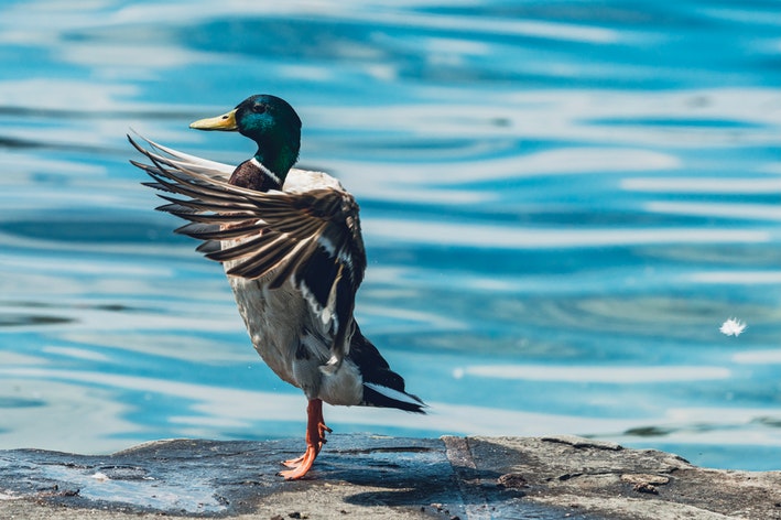 pato voa perto de um rio