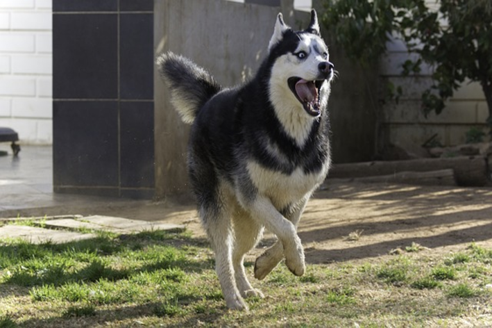 Os melhores nomes para husky siberiano