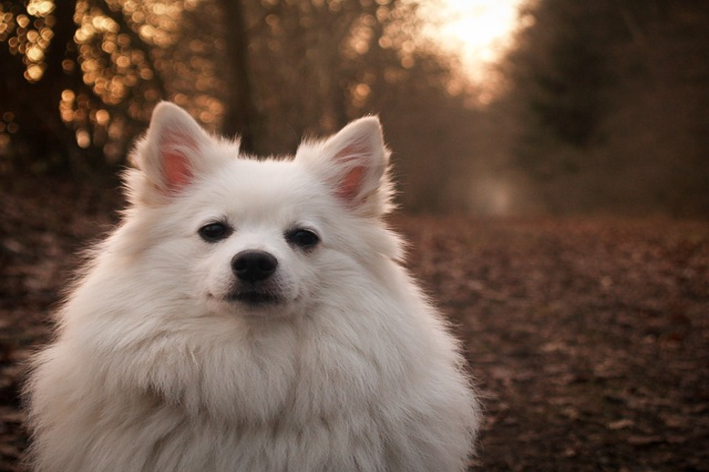 Conheça os melhores nomes para lulu da pomerania