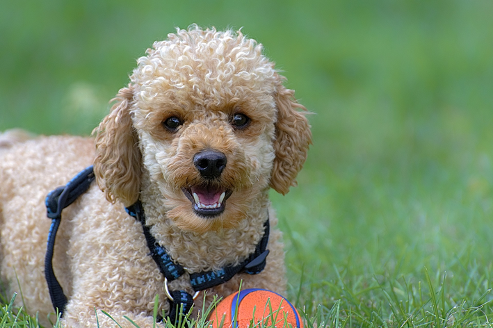 Os quatro diferentes tamanhos de poodle