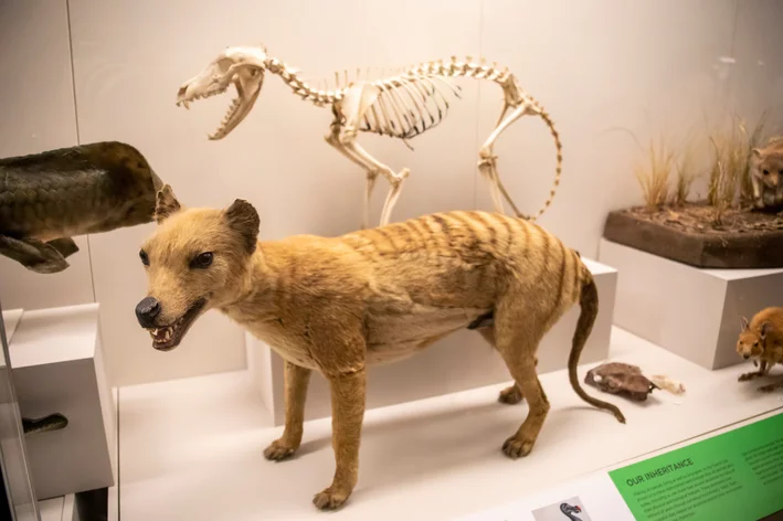 tilaciano em um museu australiano animais extintos