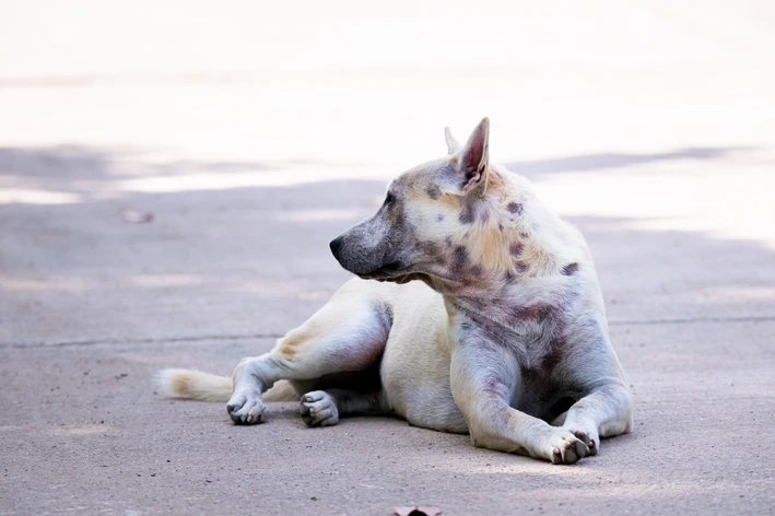 Cachorro deitado no chão, com manchas espalhadas pela pelagem branca.