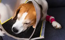 Cachorro com a pata machucada usando colar elizabetano