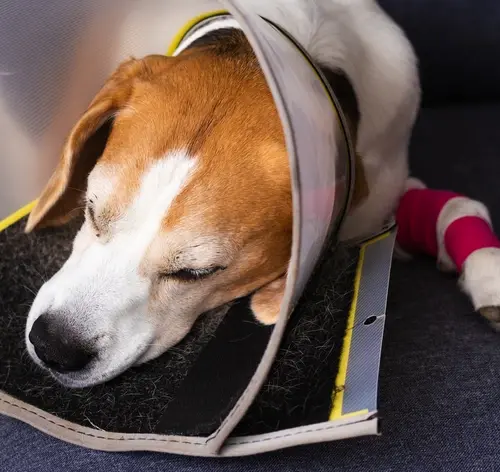 Cachorro com a pata machucada usando colar elizabetano
