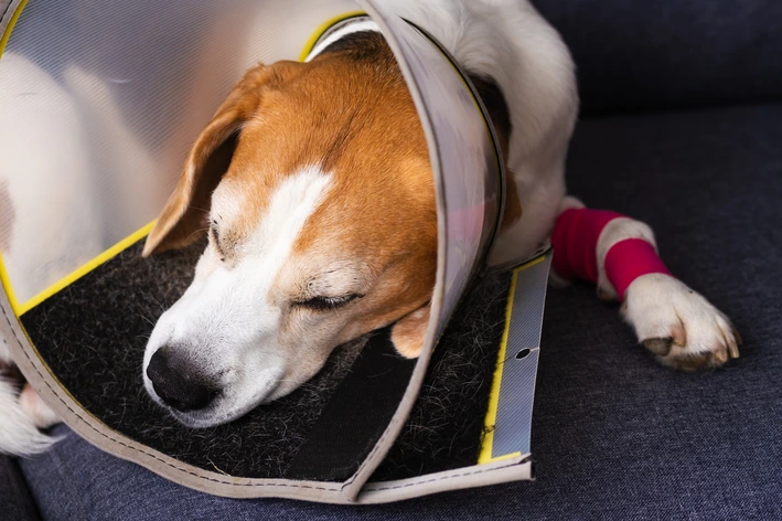 Cachorro com a pata machucada usando colar elizabetano