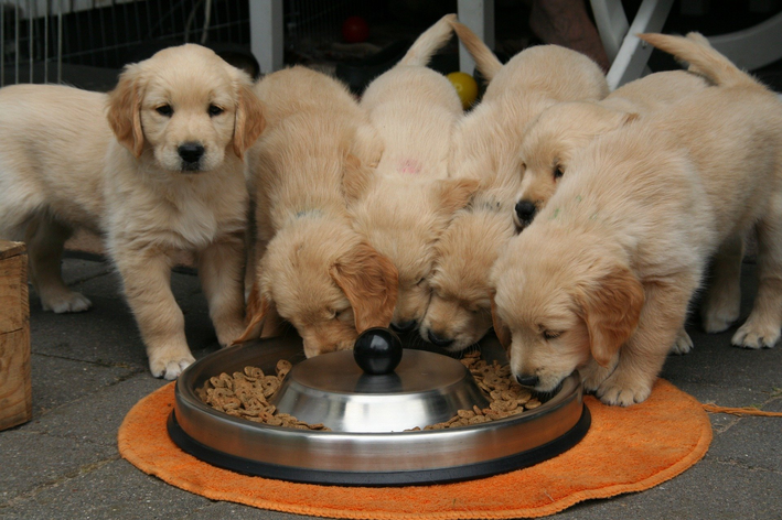 diversos cachorros dividindo ração 