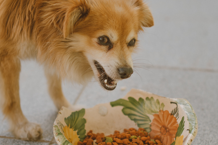 cachorro olhando para a sua Ração Standard ou Econômica