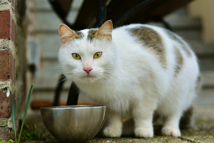 Conheça os tipos de ração para gatos