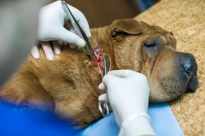 Veterinário realizando procedimento cirúrgico em cachorro deitado em mesa de atendimento, com equipamentos cirúrgicos e luvas de proteção.