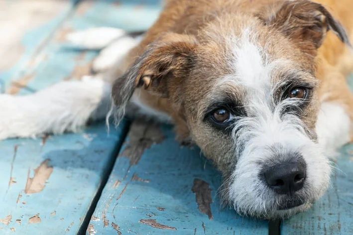 cachorro deitado com tumor