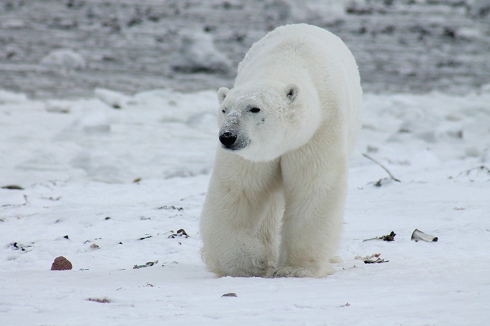 urso polar