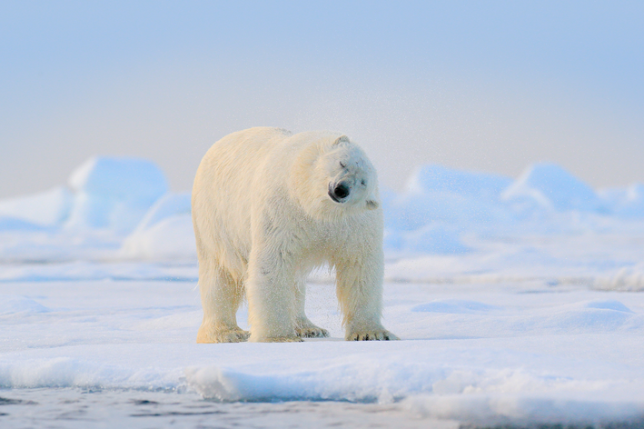 urso polar