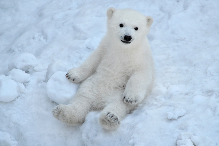 urso polar