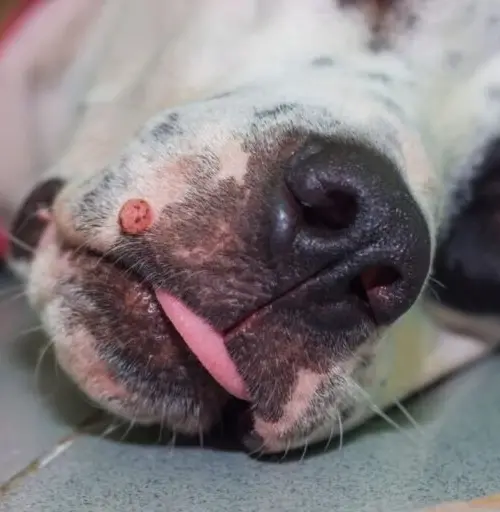 Imagem de um cão relaxando, com a língua de fora. O foco está no rosto e focinhos de um cachorro de pelagem branca e manchas.