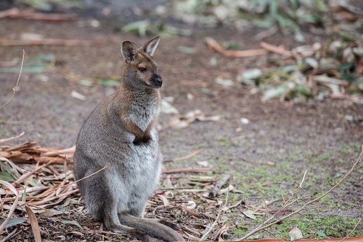 wallaby