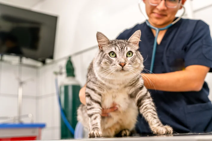Veterinário examinando um gato de pelagem cinza com olhos verdes em uma clínica, buscando possíveis doenças transmitidas por gatos.