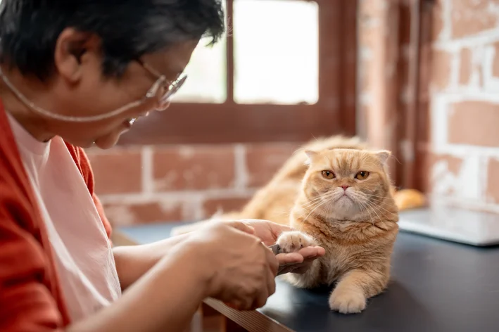 Senhora cortando as unhas de um gato laranja como medida para prevenir zoonoses felinas.