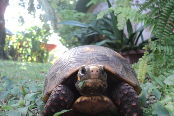 como saber se a tartaruga morreu