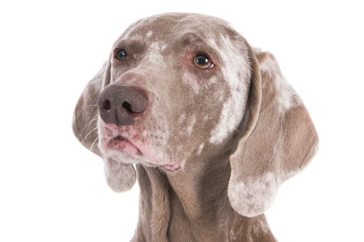 cachorro com vitiligo