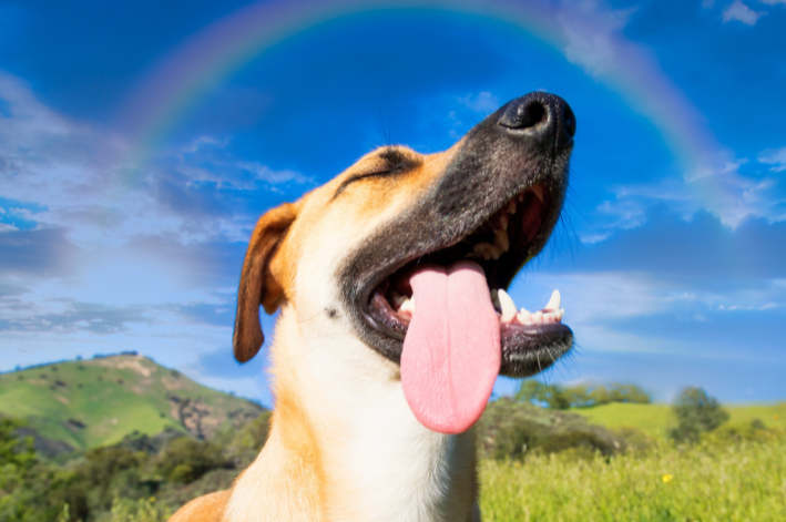 Qual a raça de cachorro fofo?