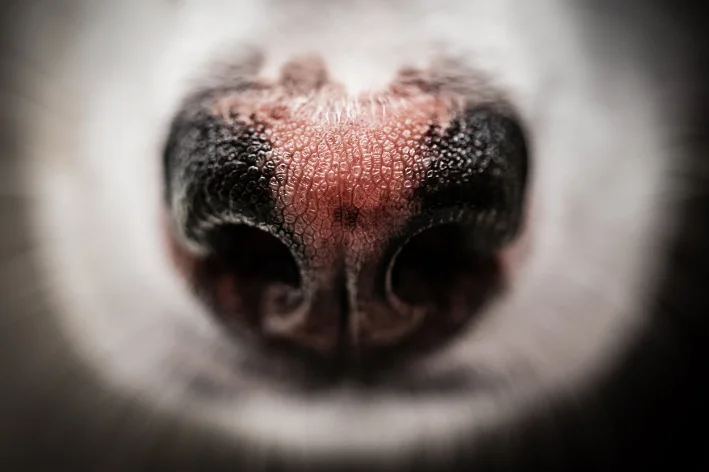 vitiligo em cães