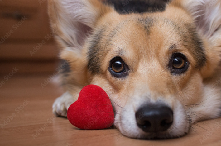 Cachorro mais fofo do mundo: conheça 6 raças fofas