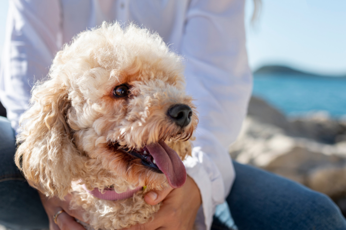 poodle cães fofos