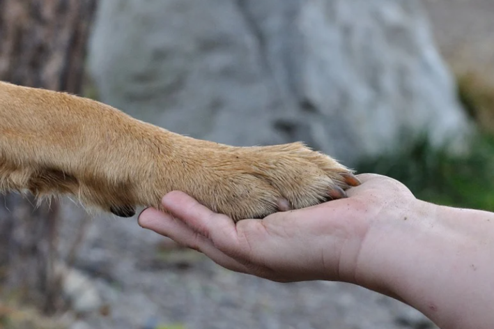 cachorro mancando