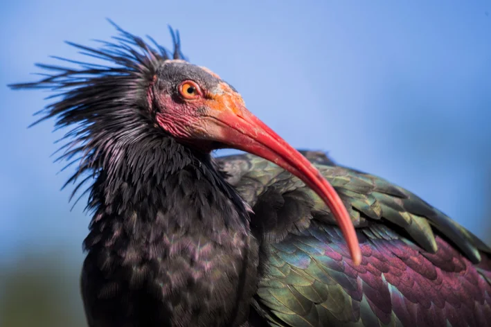 imagens dos animais mais raros do mundo