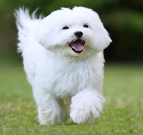 raça de cães fofos Maltês