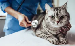 Veterinário em jaleco azul acariciando um gato tigrado em uma mesa de atendimento, enquanto prepara cuidados com o animal e verifica seu estado de saúde, em ambiente clínico.