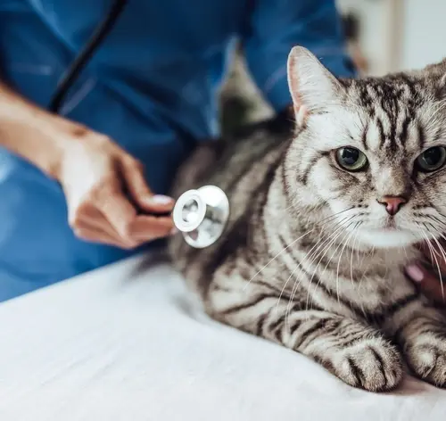 Veterinário em jaleco azul acariciando um gato tigrado em uma mesa de atendimento, enquanto prepara cuidados com o animal e verifica seu estado de saúde, em ambiente clínico.