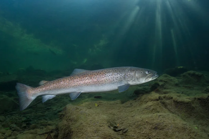 Peixe Siberian Taimen