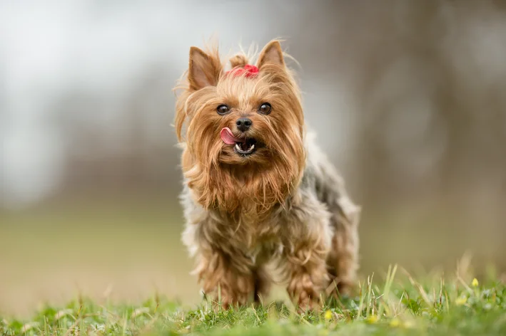 cachorro fofo  Yorkshire Terrier