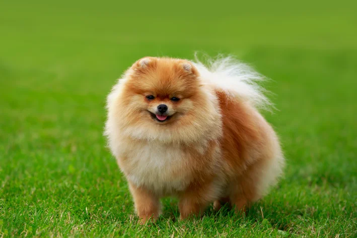 Lulu da Pomerânia animais fofinhos