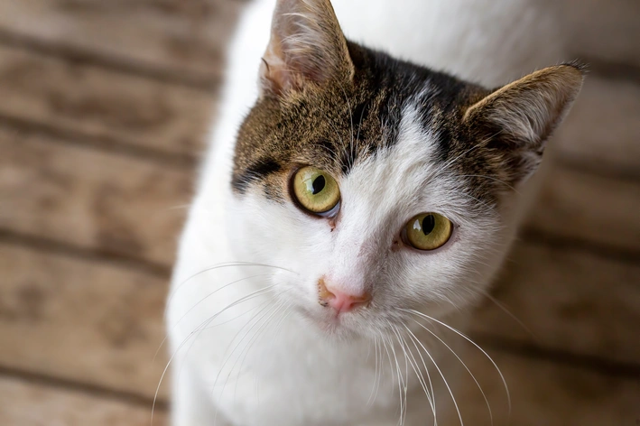 Close-up de um gato doméstico branco e marrom, com olhos amarelos, olhando para a câmera em um ambiente interno com parede de tijolos desfocada ao fundo.