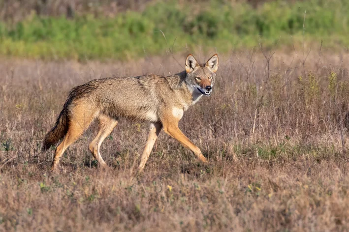 Lobo-vermelho (Canis rufus)