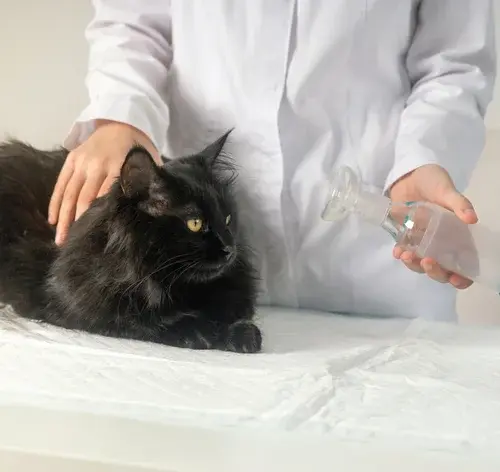 asma felina