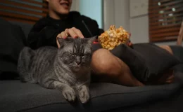 filmes de gato