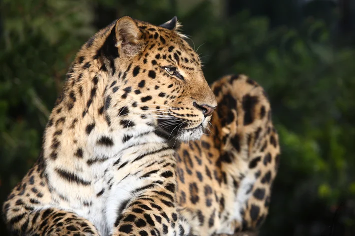 Leopardo-de-amur