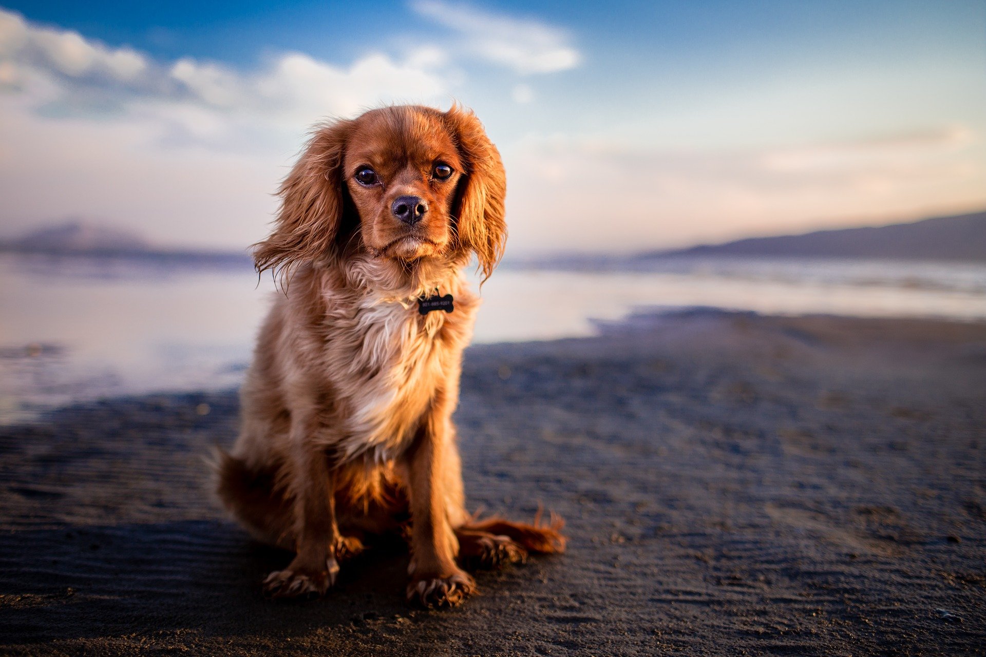 Cachorro com muita remela